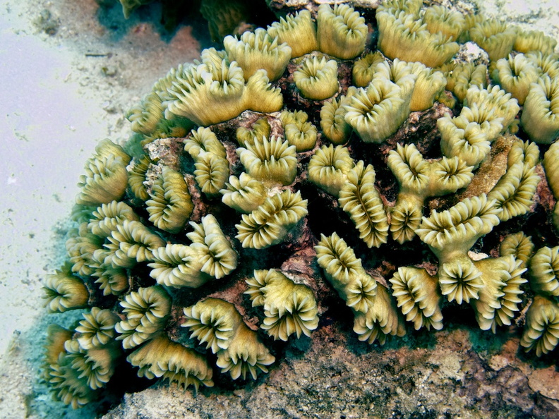 IMG_3611 Flower Coral.jpg